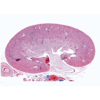 Microscope Urinary System Slides