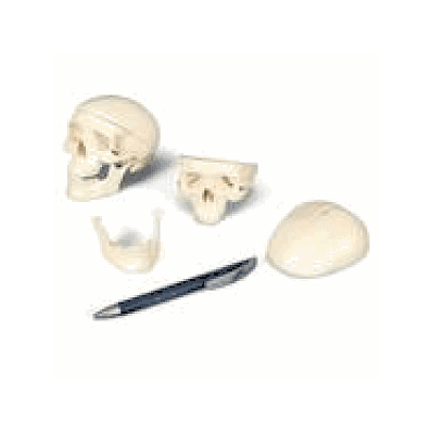 Mini Human Skull Model, 3 part-Skullcap