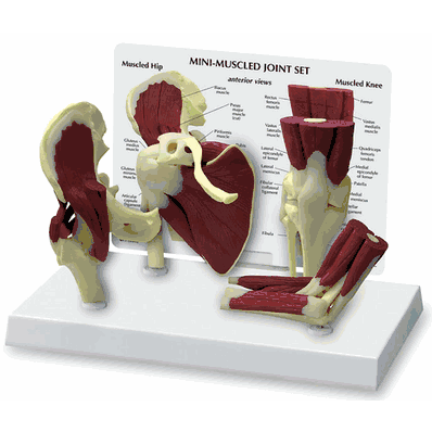 Mini Muscled Joint Model