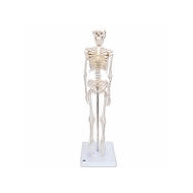 Mini Skeleton - Shorty, Base Mounted
