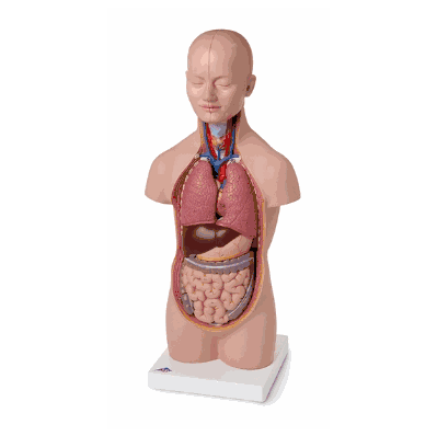 B22 Mini Torso with Head