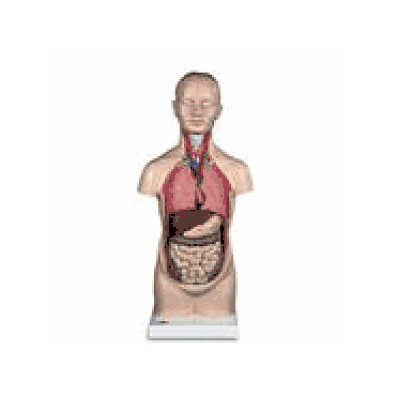 Mini-torso, 12-part