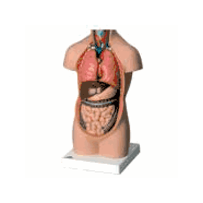 Mini-torso without Head, 9-part