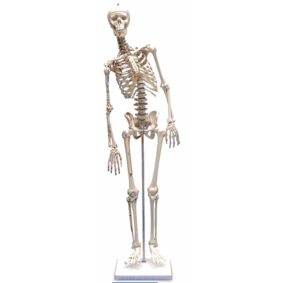 Mini Fred Skeleton