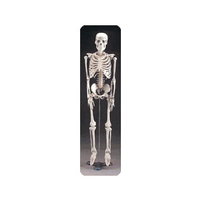 Miniature Skeleton W/Stand - Medline