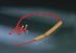 Tubes, Specialty, Minnesota 0092220, Four Lumen 0, Double Balloon, 18FR 1 each<br><br><font color="red"><b>BACK TO THE PRODUCT TABLE, <a href="https://www.aaawholesalecompany.com/drainage-and-suction---suction-instruments-by-bard-medical.html">CLICK HERE</a></b></font>