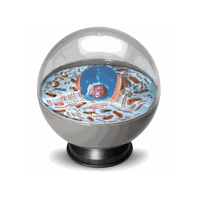 Model, Animal Cell - Medline