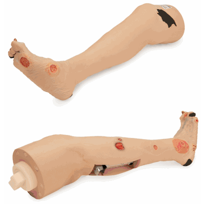 Model Arterial Annie Leg