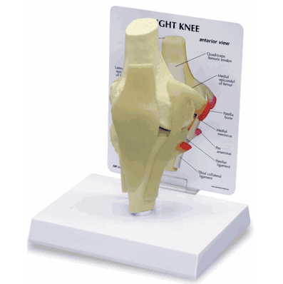 Basic Knee Model