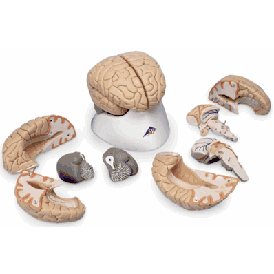 Deluxe Brain 8 Part