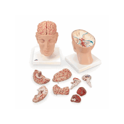 Model, Brain, W / Arteries, On Head - Medline