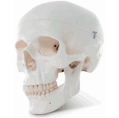 Model Human Skull 3 Part