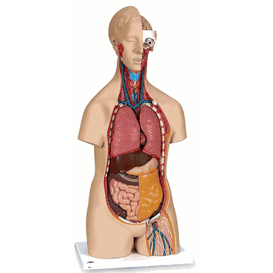 B13 Sexless Torso with Head
