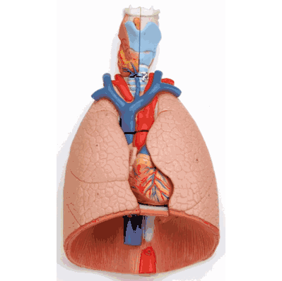 Lung Model Life Size 7 Pt