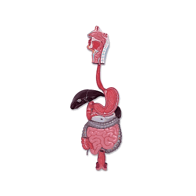 Model, Digestive System - Medline