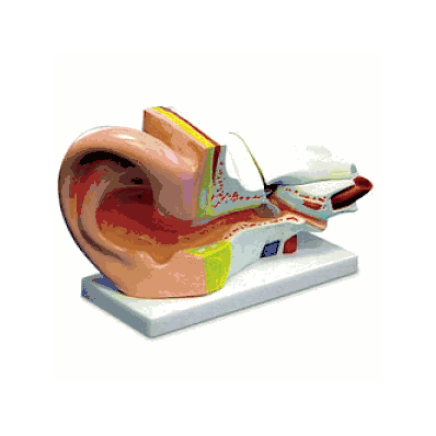 Model, Ear - Medline