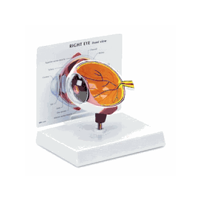 Model, Eye - Medline