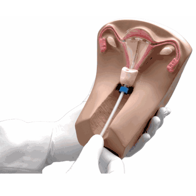 Female Pelvic Organs Model