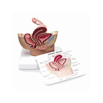 Model, Female, Pelvis, Anatomy - Medline