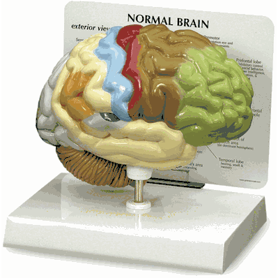 Model Half Brain
