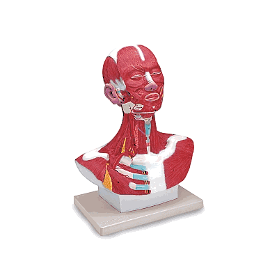 Model, Head And Neck Musculature - Medline