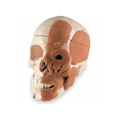 Model, Head, Facial, Musculature, - Medline