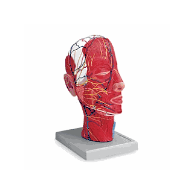 Model, Head, Half, Half-head - Medline