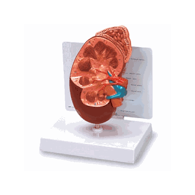 Model, Kidney, Base W/Key Card, 4x26-1/2" - M