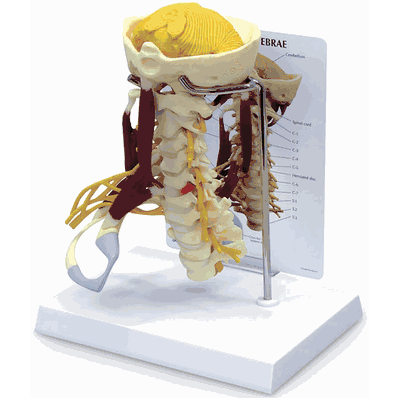 Muscled Cervical