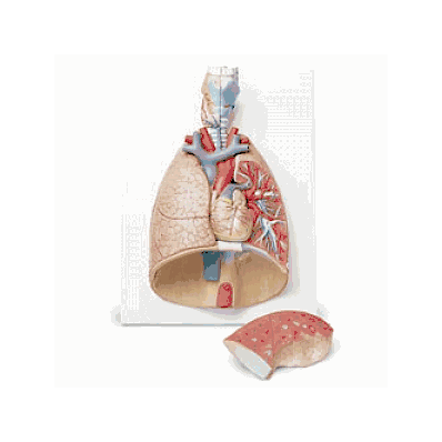 Model, Lung, 7-part With Larynx - Medline