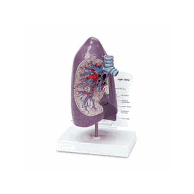 Model, Lung, Normal, 9"X5-1/2"X5-1/4" - Medli