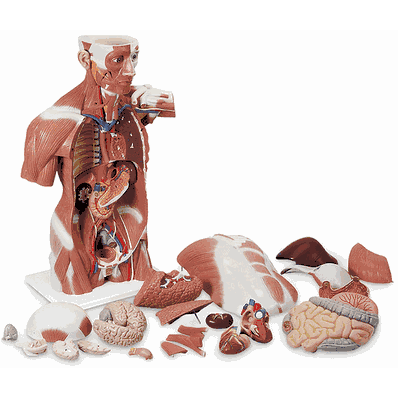 Muscle Torso 27 Part