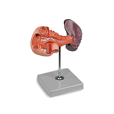 Model, Pancreas, Duodenum, Spleen - Medline