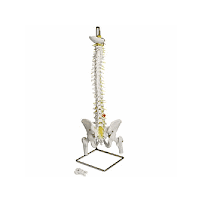 Model, Spine, Flexible, Deluxe - Medline