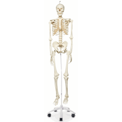 A10/1 Human Skeleton, Hang