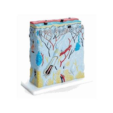 Model, Super Skin - Medline