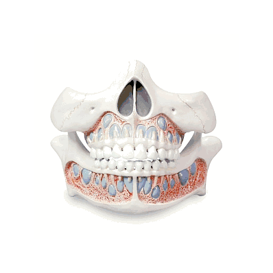 Model, Tooth, Deciduous - Medline