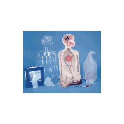 Model, Torso Functional - - Nasco