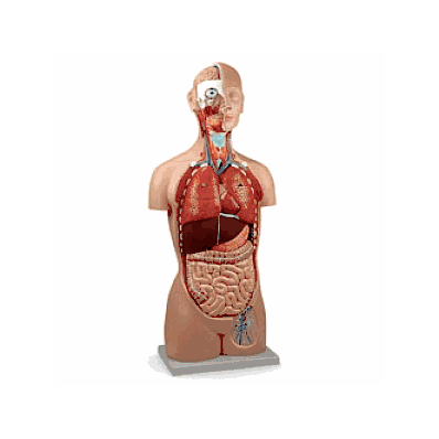Model, Torso, Sexless - Medline