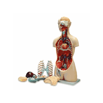 Model, Torso, Sexless, Economy, W / Open Back