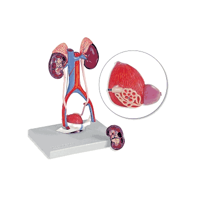 Model, Urinary System - Medline