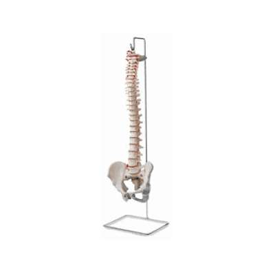 Model Vertebral Column (1) - Medline