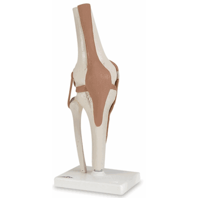 Model Knee Joint Functionl