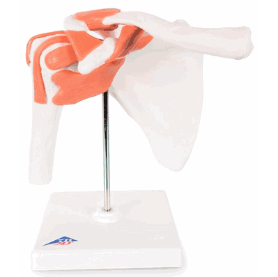 Model Shoulder Joint Funct