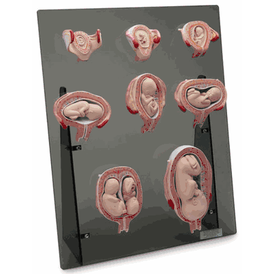 Models, Intrauterine Human Development 