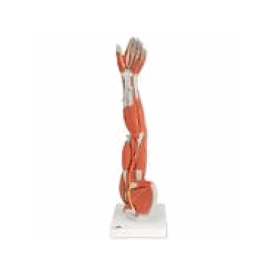 Muscle Arm, 6 part, 3/4 Life Size