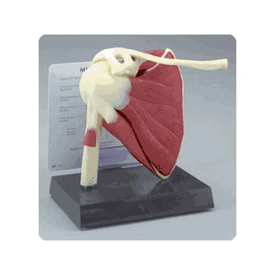 Muscle Shoulder - Medline