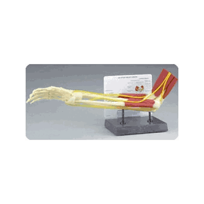 Muscled Elbow Joint Model - Medline