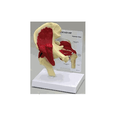 Muscled Hip Joint Model - Model, Muscled Hip