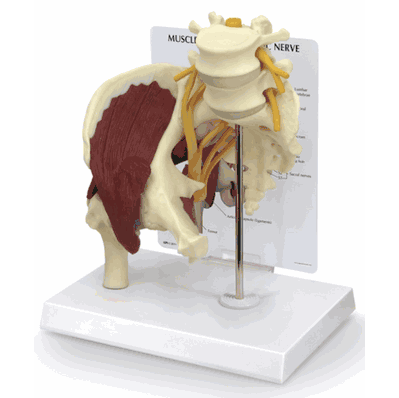 Muscled Hip with Sciatic Nerve Model
